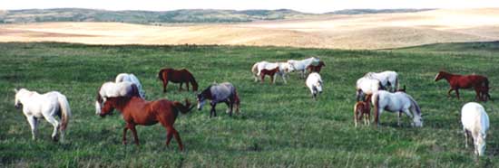 Mares at Dead Horse Draw Quarter Horses
