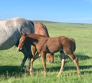 2022 Sorrel Stud Colt by DHD My Dear Watson 