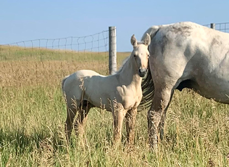 Palomino stallion By Watson and out of Jackies Gray Gal 