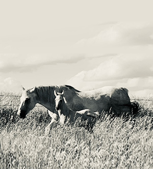 Palomino-stallion-out-of-Jackies-Gray-Gal